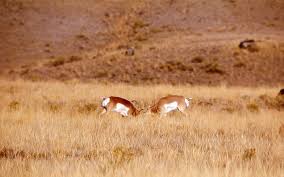 Yellowstone's Photo Collection