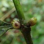 Image result for Lasianthus kilimandscharicus