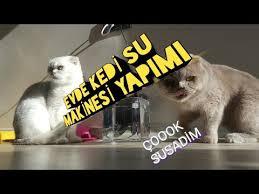 Sezaryen Kedi Dogumu Sezaryan Amelliyati Kedimi Amelliyat Ettim Ali Serdar Gurbuz Youtube