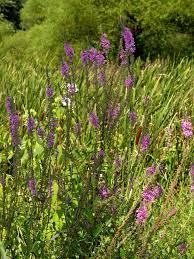 We did not find results for: South Central Pennsylvania Native Plants Garden Housecalls