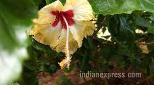 Tropical hibiscus produce large, showy flowers and make excellent shrub and specimen plants in too much or too little water can cause yellowing of tropical hibiscus leaves, as both lead to plant. Are Your Hibiscus Leaves Turning Yellow Try These Tricks Lifestyle News The Indian Express