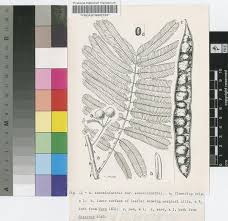 Image result for Acacia schweinfurthii