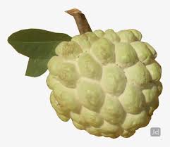 Squamosa or sometimes it is called. Custard Apple Tree Wholesalers Barshi Solapur Nmk1 Golden Custard Apple Png Image Transparent Png Free Download On Seekpng