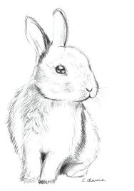 Easy Draw Bunny Thefrangipanitree Com Animal Drawings Sketches Animal Drawings Bunny Sketches