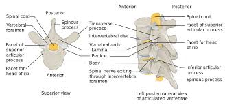 The vertebrae support the body and provide the protective bony corridor (the spinal or vertebral this is a cylindrical structure that is separated from the vertebral bodies above and below by disks of. What Is The Difference Between Typical And Atypical Vertebrae Pediaa Com