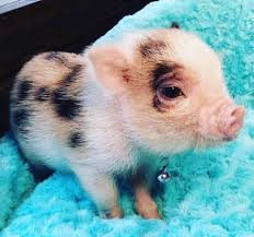 Please Like And Share Our Mini Pigs For Adoption Facebook