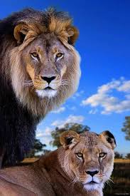 Leeuwenpaar Adam Noosa Animals Animals Beautiful Lion Pictures