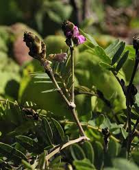 Image result for Tephrosia montana