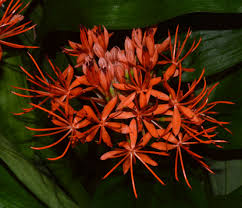 Image result for Scadoxus cinnabarinus