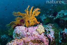 Image result for Nidorella auriculata