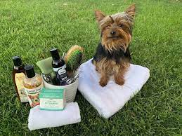 Making yorkie hair cuts â€ a simple diy method!. How To Groom A Yorkie Diy Grooming Tips The Dog Tale