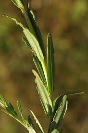 Image result for Gerardiina