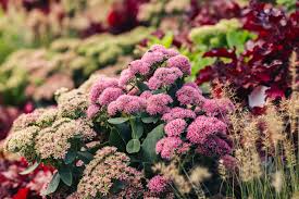Image result for Sedum