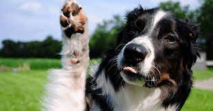 7 smartest dog breeds barkspot smartest dog breeds smart dog dog breeds