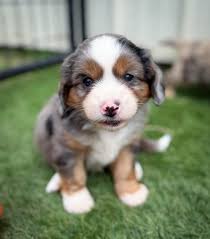 Available Female Cavalier King Charles Spaniel. This girl is mostly black  and tan but she has Merle markings as well. Really unique and gorgeous  color! www.Aussalier.com/available-puppies #cavalierkingcharlesspaniel  #cavaliercommunity #cavaliers ...