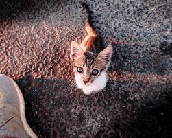 kedim kayboldu kaybolan kedi nasil bulunur goren duyan