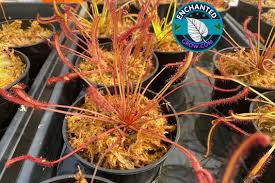 Image result for Rotala capensis
