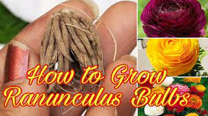 Grow Ranunculus Bulbs Ranunculus Flower Persian Buttercups Kavyagardengallery Youtube