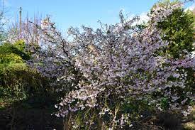 10 japanese flowering cherry blossom bonsai seeds, fresh exotic rare bonsai seeds. Perfectly Formed Prunus Kojo No Mai The Biking Gardener
