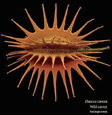 Pin By James Patton On Perspective Micro Taste Me Down She Shrank So Small Microscopic Seeds Microscopic Images