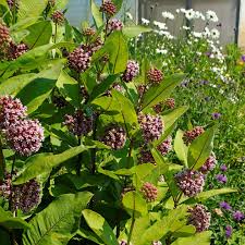 Image result for Asclepias schumanniana