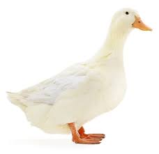 Maybe you would like to learn more about one of these? Pekin Duck 5 To 6 Lbs Each