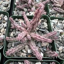 Image result for Huernia procumbens