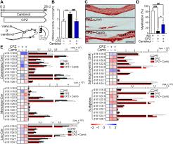 Get his/her professional email address for free oswaldo acauan. Inhibition Of Neutral Sphingomyelinase 2 Promotes Remyelination Science Advances