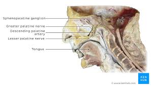 To download a bluelink image, click on the photo and select the download option on the following page. Pterygopalatine Fossa Anatomy Contents And Gateways Kenhub