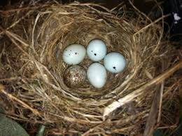 Small White Bird Eggs With Brown Spots Purple Finch Nest Finches Bird Birds Butterflies Finch
