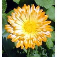 Calendula Http Img0063 Popscreencdn Com 130830422 Amazoncom Yellow White Calendula Flower Seed Pack Pati Birth Flowers Calendula Flower October Birth Flowers