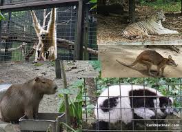 Berapa harga tiket bali zoo untuk lokal ktp bali, domestik, dan kitas holder? Zoo Negara Harga Tiket Diskaun 10 Tarikan Paling Best 2017