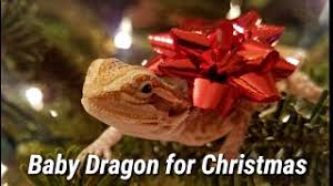 Видео bearded dragon christmas gift (early) канала yajserek. Baby Bearded Dragon For Christmas Youtube