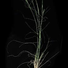 Image result for Aristida stipitata
