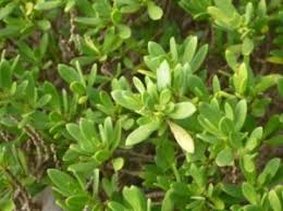 Image result for Pemphis