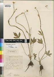 Image result for Ranunculus raeae