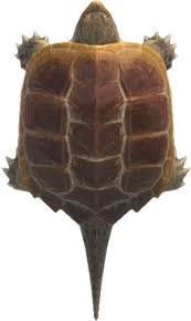 Maybe you would like to learn more about one of these? Snapping Turtle Animal Crossing Wiki Nookipedia