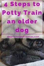 It Is Wrong That You Can T Teach An Old Dog New Tricks Here We Show You The 4 Steps To Potty Train An Dog Training Obedience Dog Training Advice Dog Training