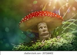 Please note that fantasy forest: Fantasy Mushroom Forest Stock Photo Edit Now 207268402