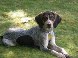 Most flea and tick products are not safe to use on puppies until they've reached at least seven or eight weeks of age (see chart below). Adopt Bluetick Coonhound Puppies Dogs Savearescue Org
