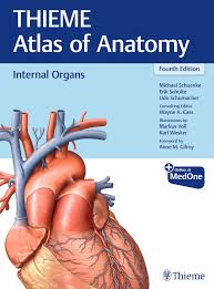 Image result for internal organs