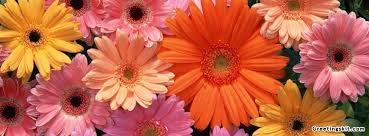Calculated and ranked by scientists, these are the 100 most nutritious foods Beautiful Flowers Fb Cover Image