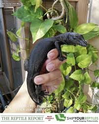 Will any of the guilds be able to survive this mess? The Reptile Report Check Out This Stellar Black Dragon Water Monitor Baby Owned By Max Kong Chee Wei Take A Look At This Little Beauty Here Http Thereptilereport Com Beautiful Baby Black Dragon Facebook
