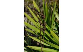 Image result for Orthochilus aurantiacus