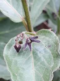 Image result for Vincetoxicum tenuipedunculatum