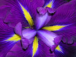 Iris Lovely Purple Flower Wallpaper And Picture Imagesize 176 Kilobyte Purple Iris Flowers Iris Flowers Purple Flowers Wallpaper