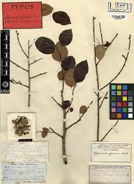 Image result for Maprounea