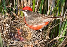 Pictures Of Birds With Their Nests And Names Pin By Nancie Petersen On Crimson Chat Bird In 2020 Australian Native Animals Birds Names Of Artists