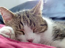 With the care credit interest over two years: 8 Reasons You Should Never Let Your Cat Sleep In Your Bed Reader S Digest Australia