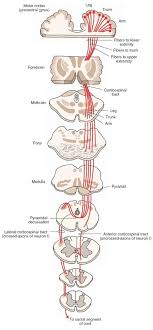 Corticospinal Tract Physiopedia
